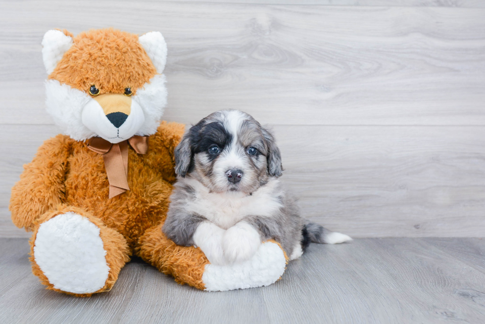 Smart Mini Bernedoodle Poodle Mix Pup