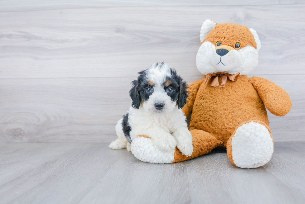 Mini Bernedoodle Pup Being Cute