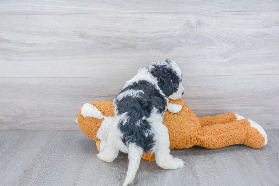 Mini Bernedoodle Puppy for Adoption