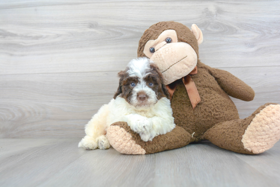 Little Bernadoodle Poodle Mix Puppy