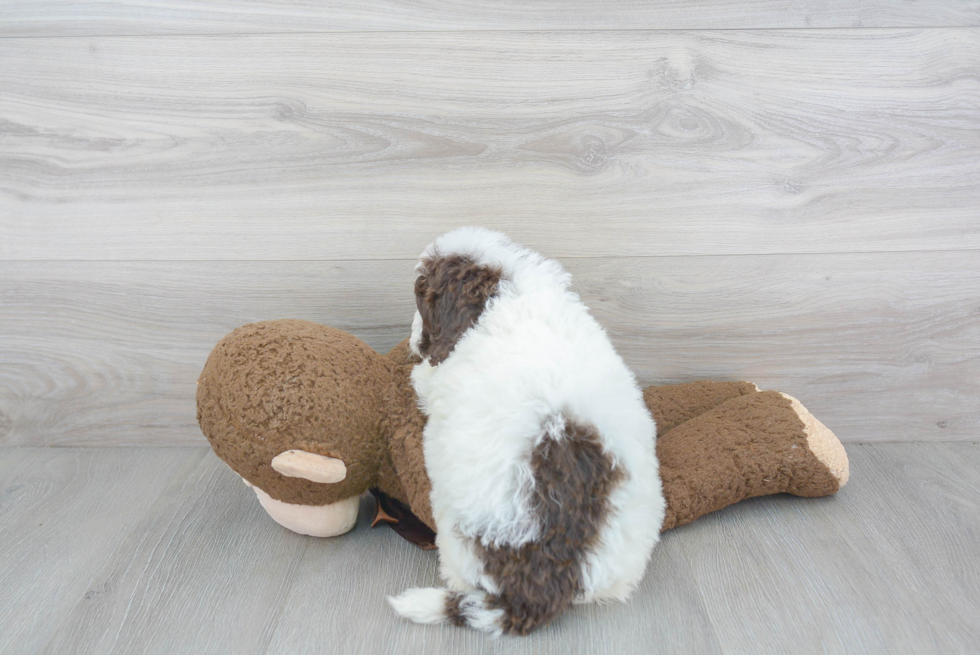 Mini Bernedoodle Puppy for Adoption