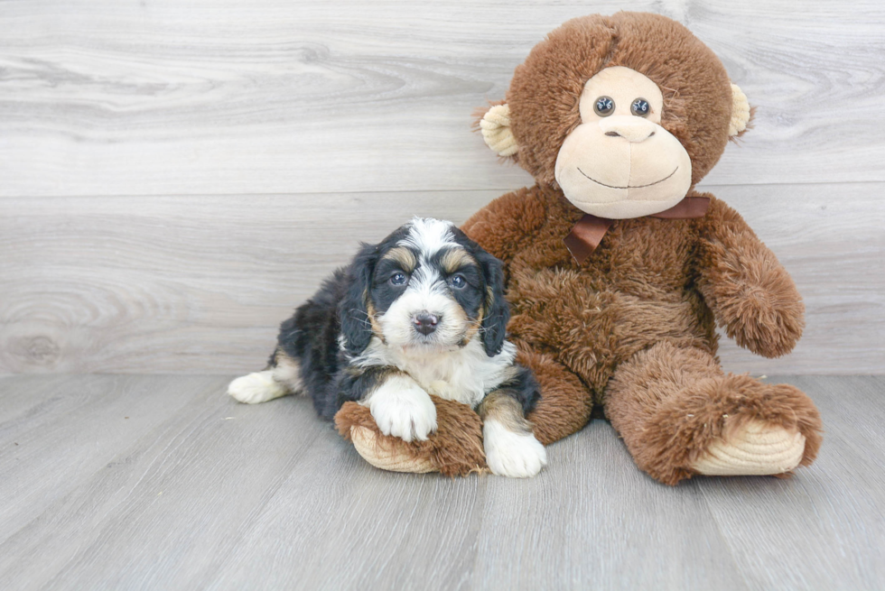 Petite Mini Bernedoodle Poodle Mix Pup