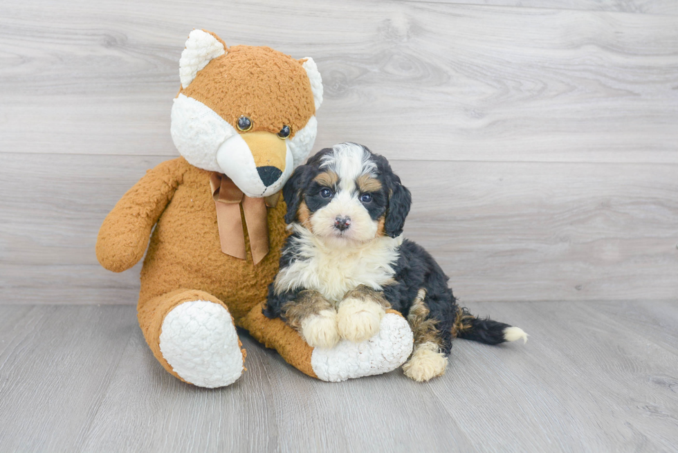 Mini Bernedoodle Pup Being Cute