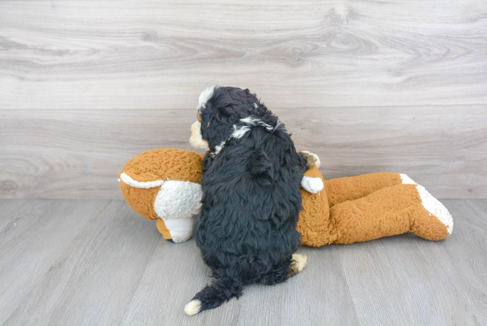 Cute Mini Bernedoodle Baby