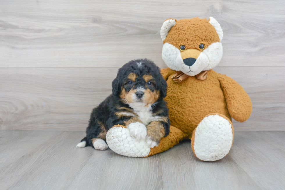 Smart Mini Bernedoodle Poodle Mix Pup