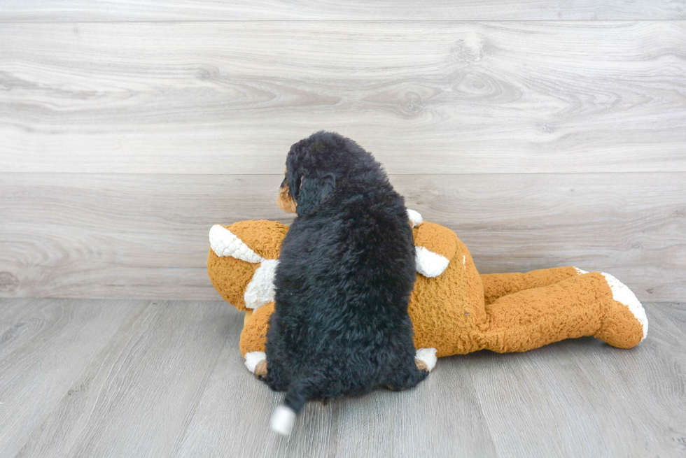 Happy Mini Bernedoodle Baby