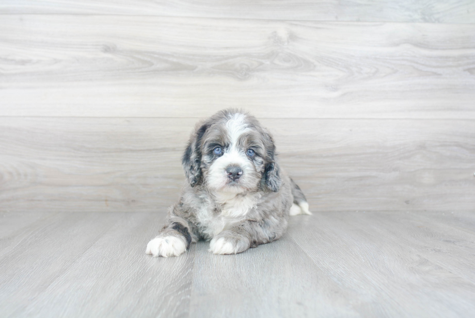 Cute Mini Bernedoodle Baby