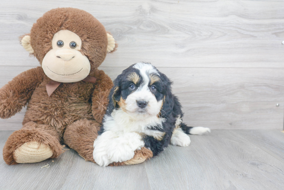 Fluffy Mini Bernedoodle Poodle Mix Pup