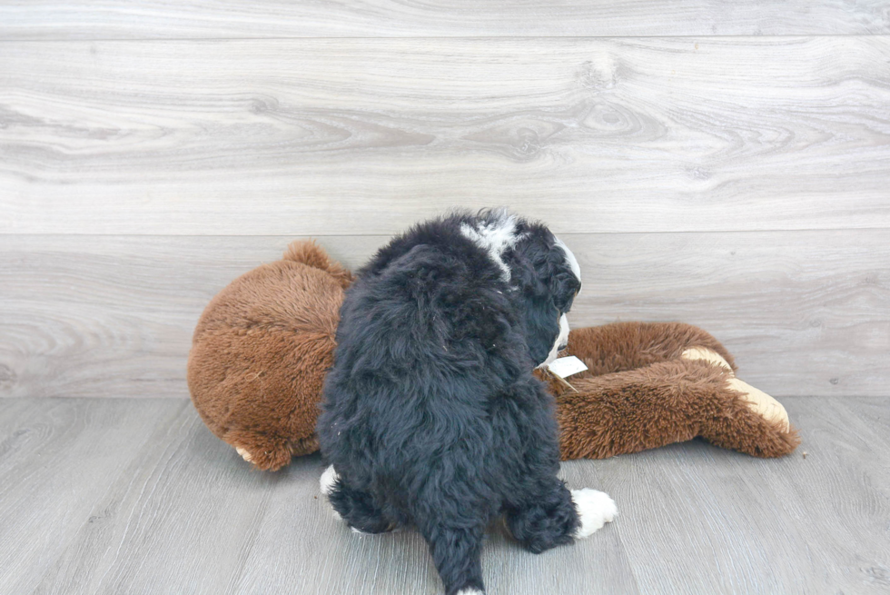 Little Mini Berniedoodle Poodle Mix Puppy