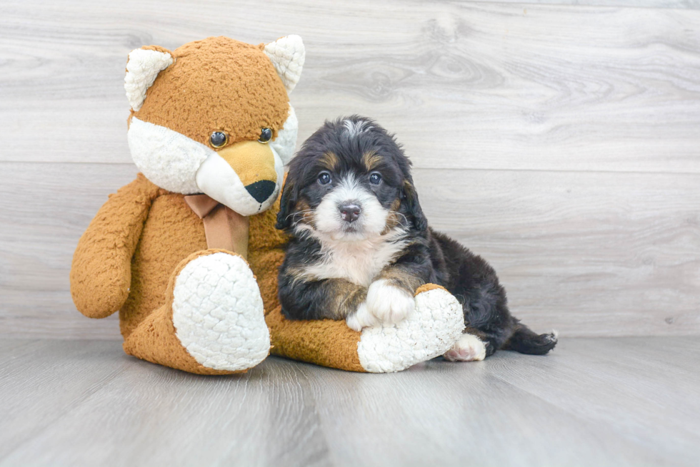 Small Mini Bernedoodle Baby