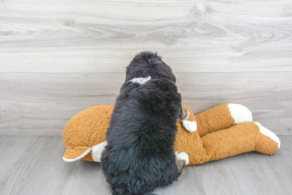 Popular Mini Bernedoodle Poodle Mix Pup