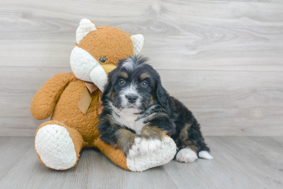 Mini Bernedoodle Puppy for Adoption
