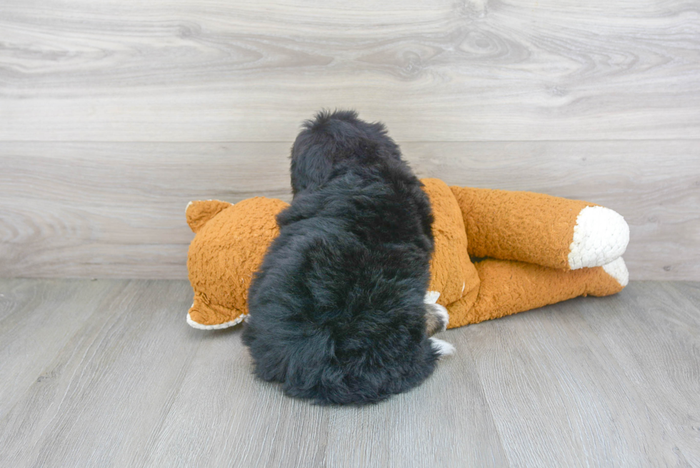 Mini Bernedoodle Puppy for Adoption