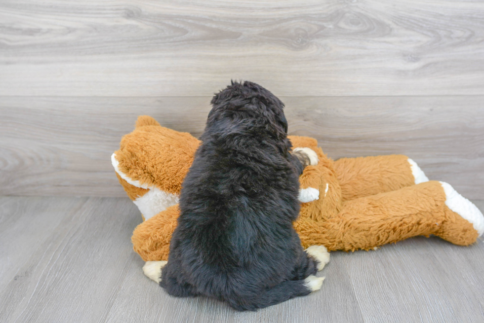Popular Mini Bernedoodle Poodle Mix Pup