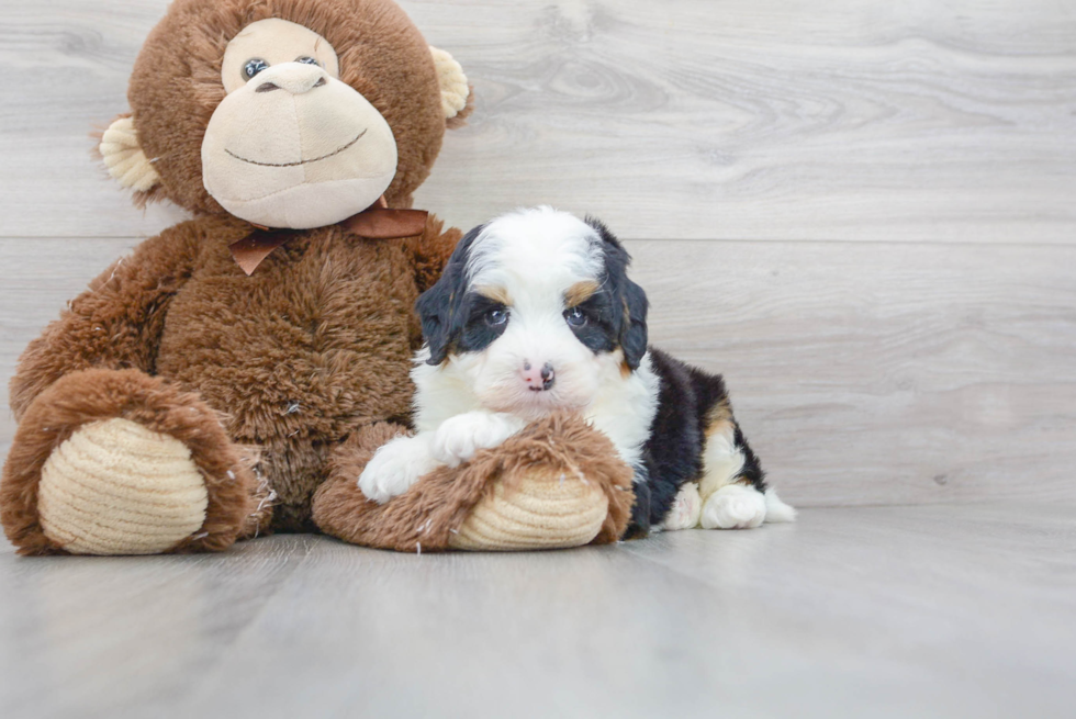 Energetic Bernadoodle Poodle Mix Puppy