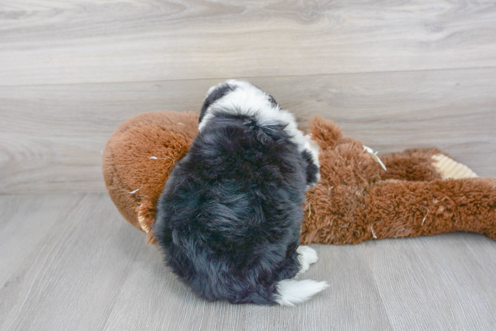 Mini Bernedoodle Puppy for Adoption