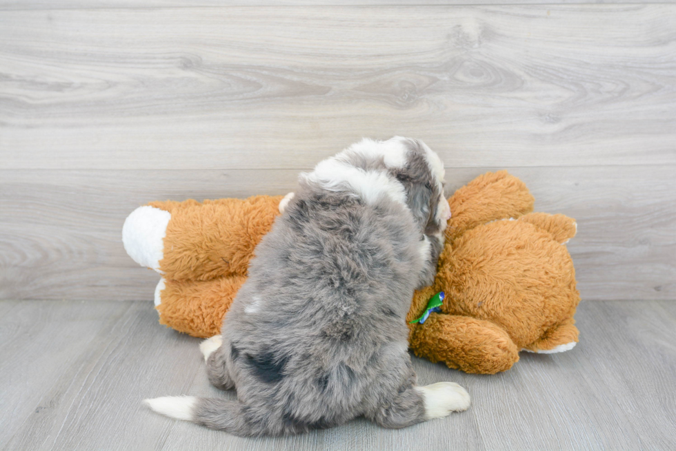 Mini Bernedoodle Pup Being Cute