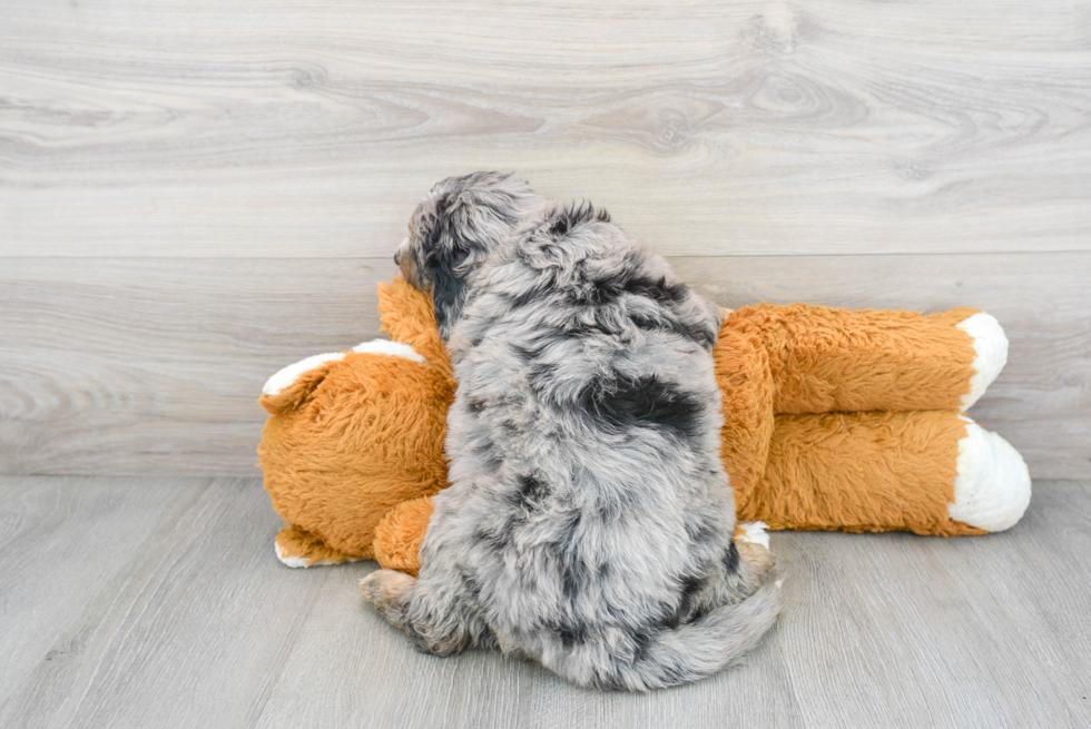 Petite Mini Bernedoodle Poodle Mix Pup