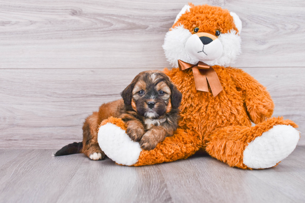 Best Mini Bernedoodle Baby