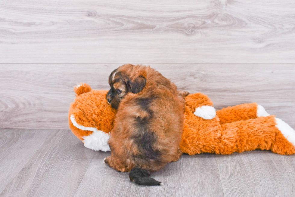 Best Mini Bernedoodle Baby