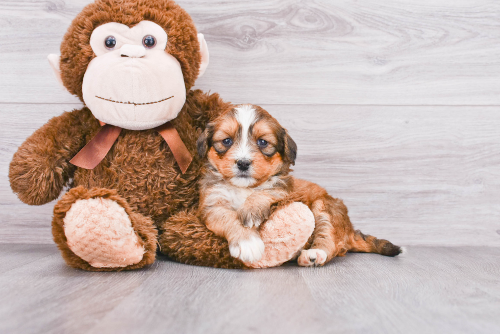 Best Mini Bernedoodle Baby