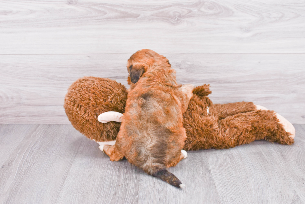 Best Mini Bernedoodle Baby