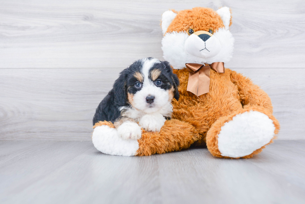 Sweet Mini Bernedoodle Baby