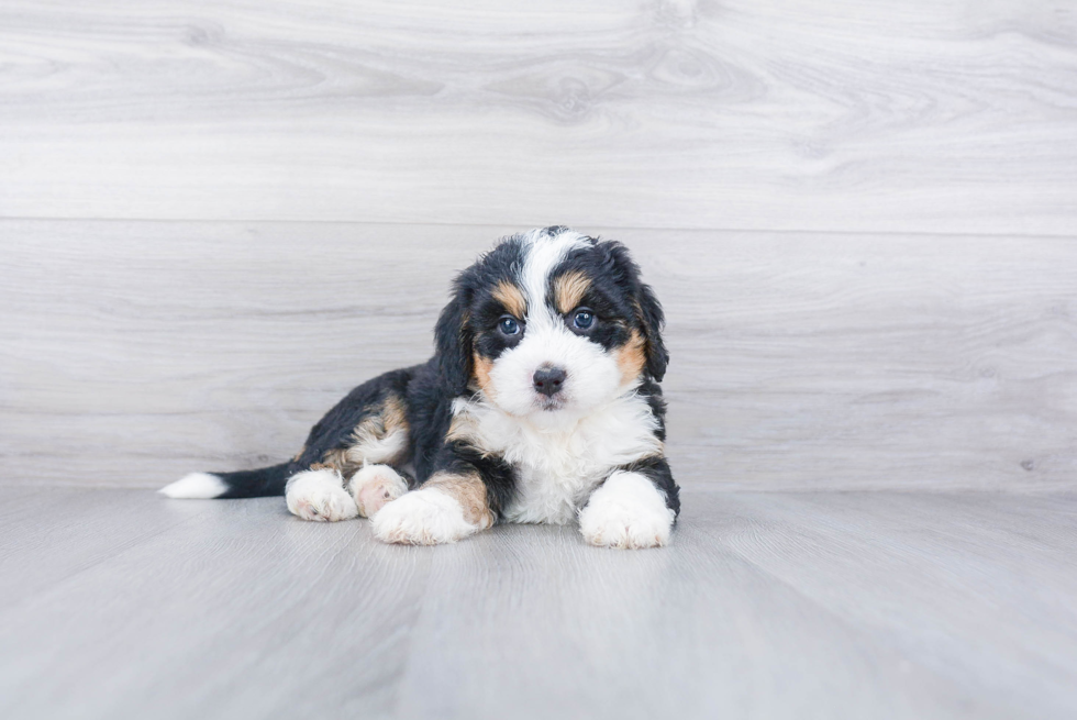 Happy Mini Bernedoodle Baby