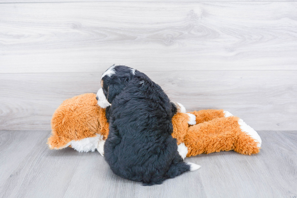 Smart Mini Bernedoodle Poodle Mix Pup