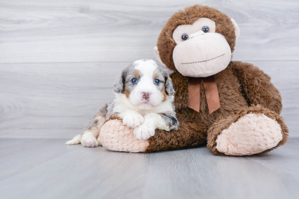 Little Bernadoodle Poodle Mix Puppy