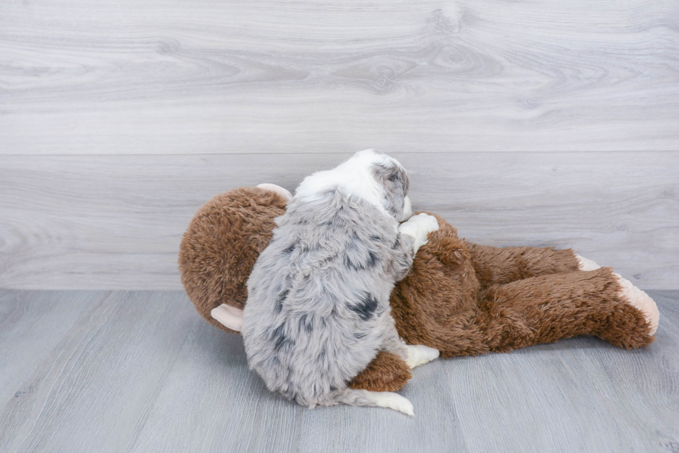 Funny Mini Bernedoodle Poodle Mix Pup