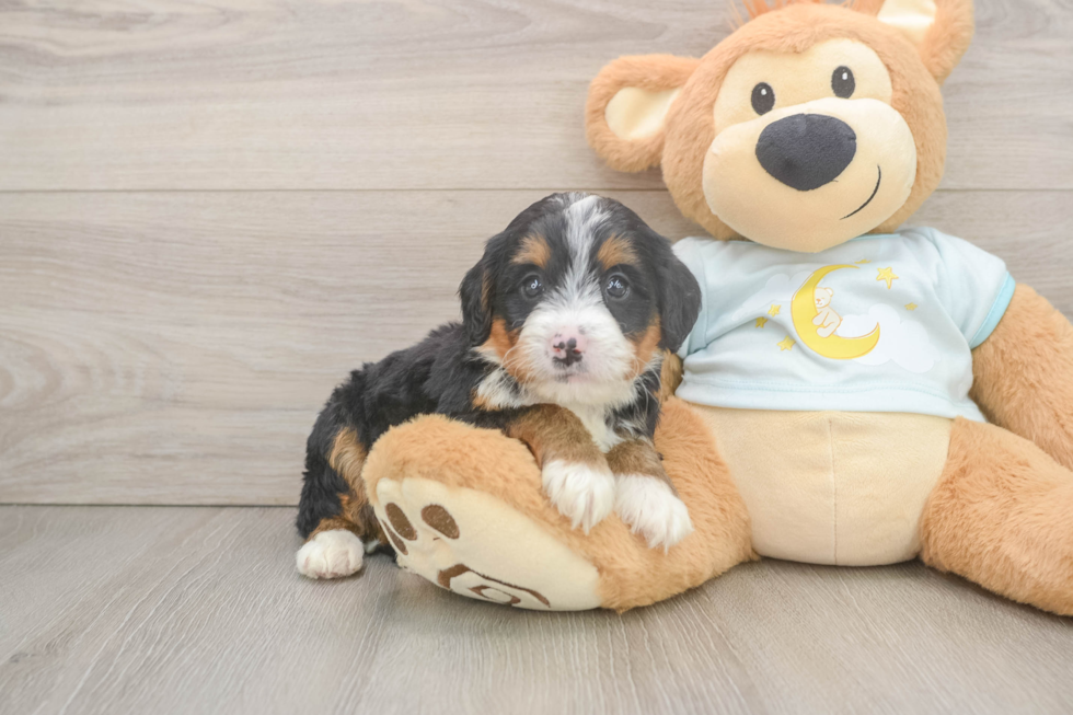 Mini Bernedoodle Puppy for Adoption