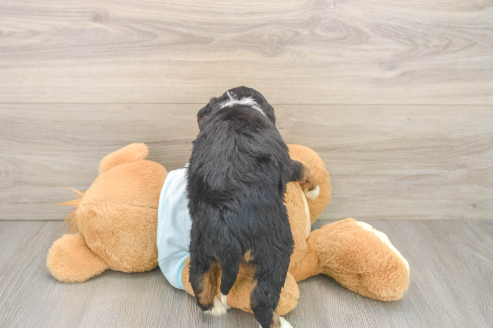 Mini Bernedoodle Pup Being Cute