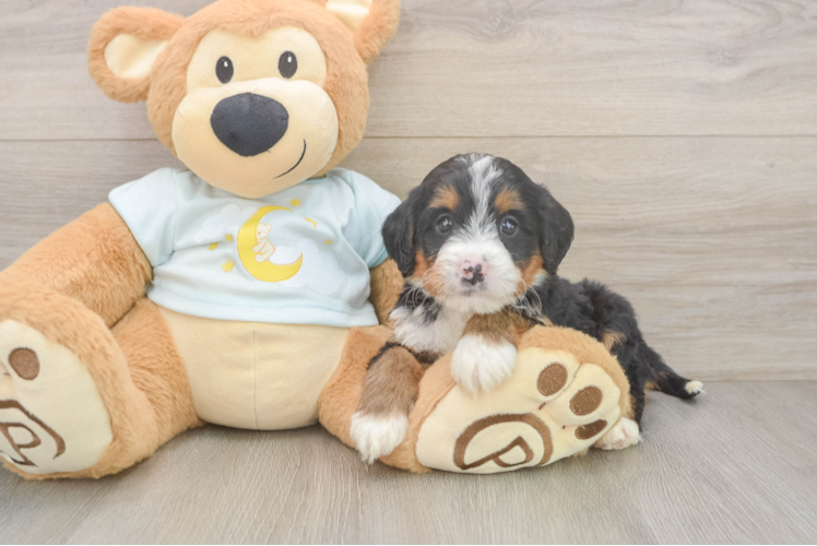Funny Mini Bernedoodle Poodle Mix Pup