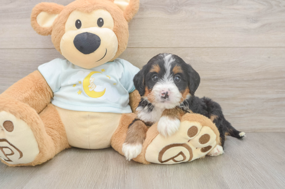 Funny Mini Bernedoodle Poodle Mix Pup