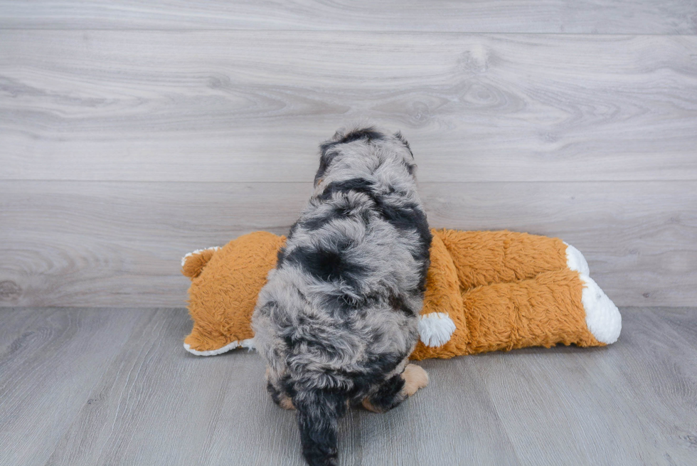 Mini Bernedoodle Puppy for Adoption