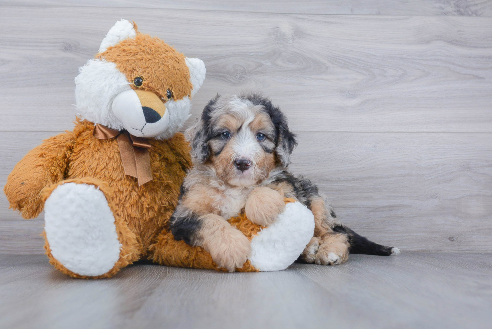 Mini Bernedoodle Pup Being Cute