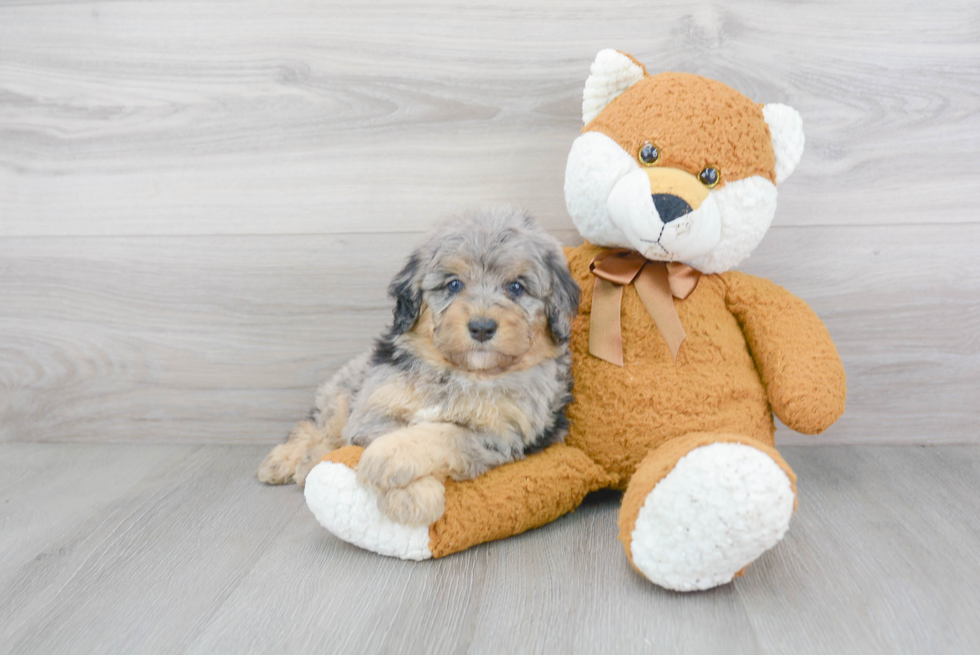 Mini Bernedoodle Pup Being Cute