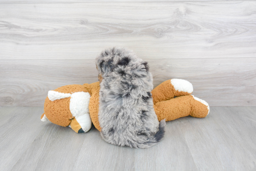 Small Mini Bernedoodle Baby