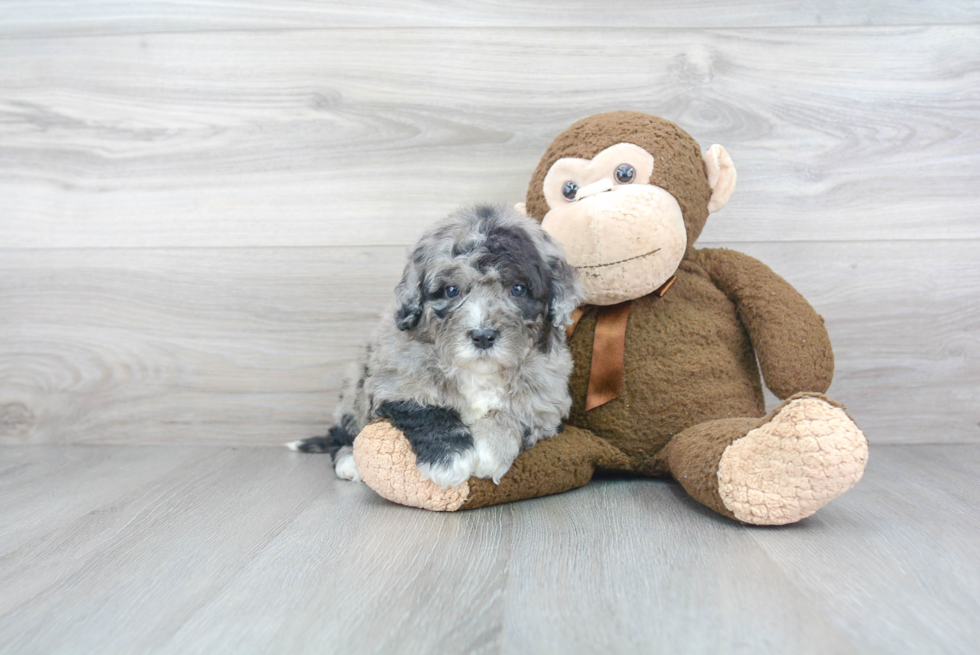 Mini Bernedoodle Puppy for Adoption