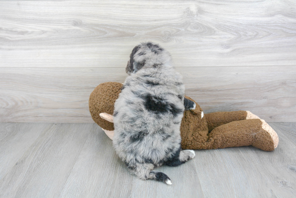 Best Mini Bernedoodle Baby