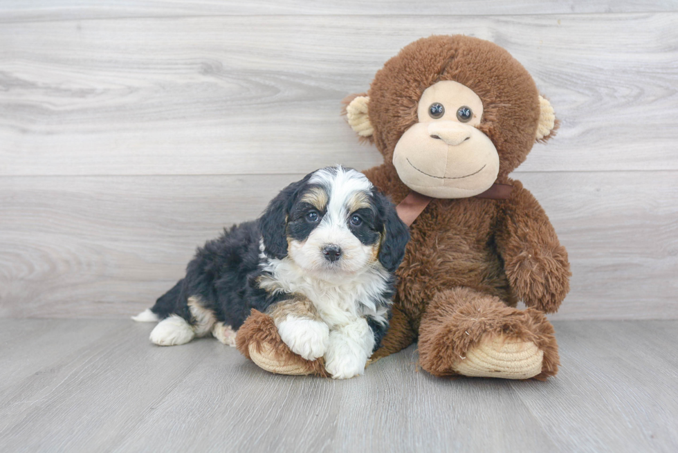 Petite Mini Bernedoodle Poodle Mix Pup