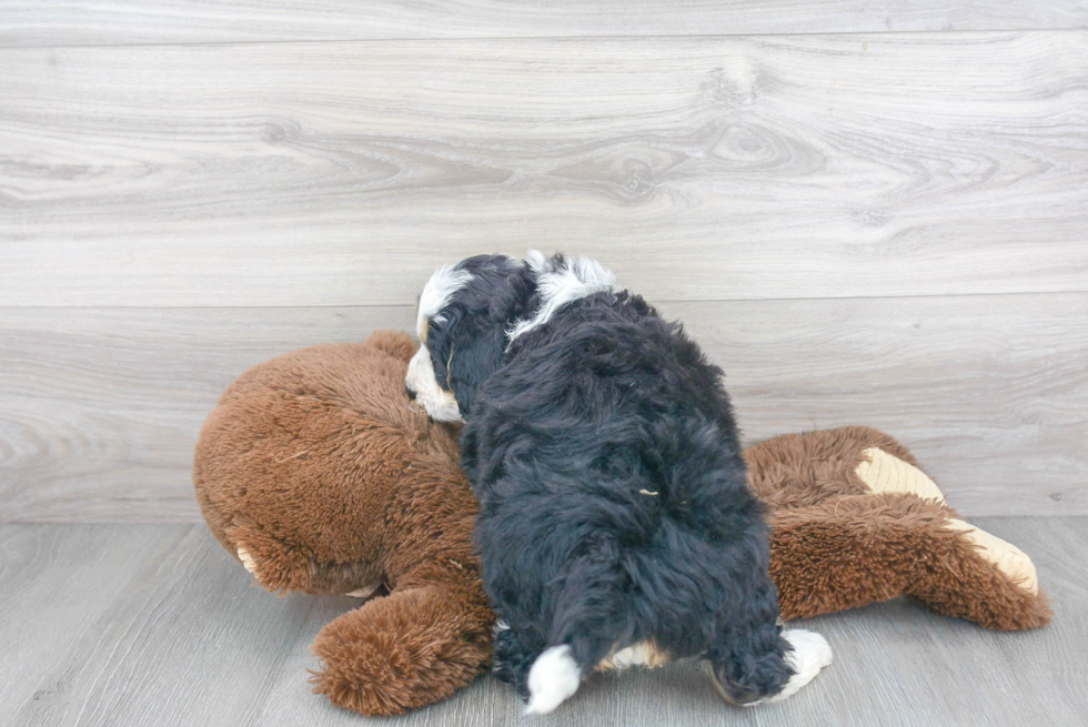 Hypoallergenic Bernadoodle Poodle Mix Puppy