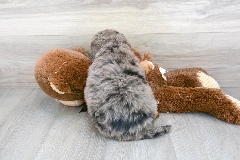 Mini Bernedoodle Puppy for Adoption