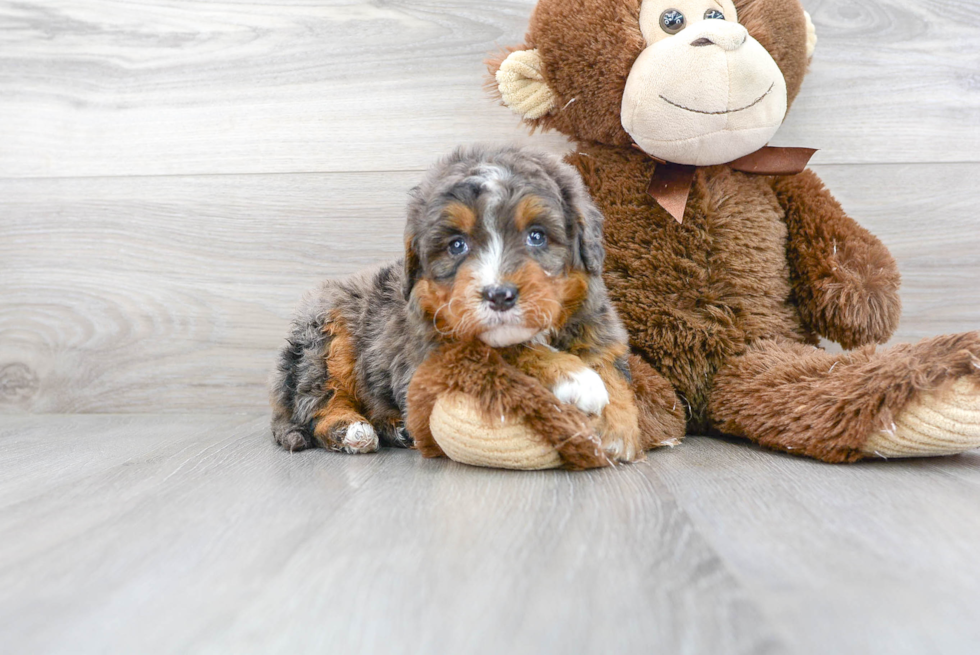 Funny Mini Bernedoodle Poodle Mix Pup