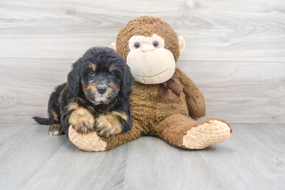 Hypoallergenic Bernadoodle Poodle Mix Puppy
