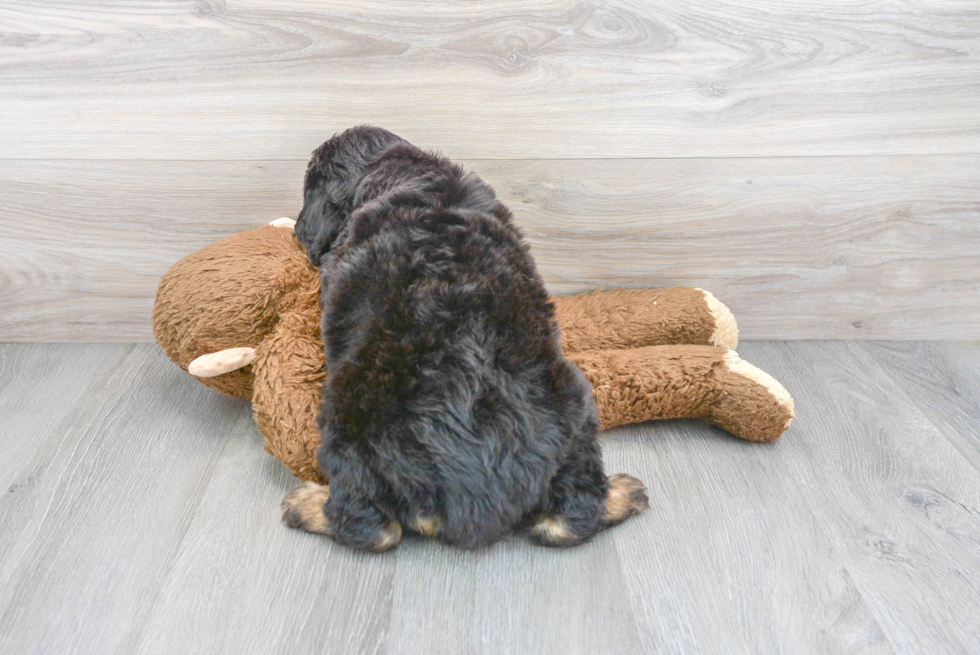 Playful Bernadoodle Poodle Mix Puppy