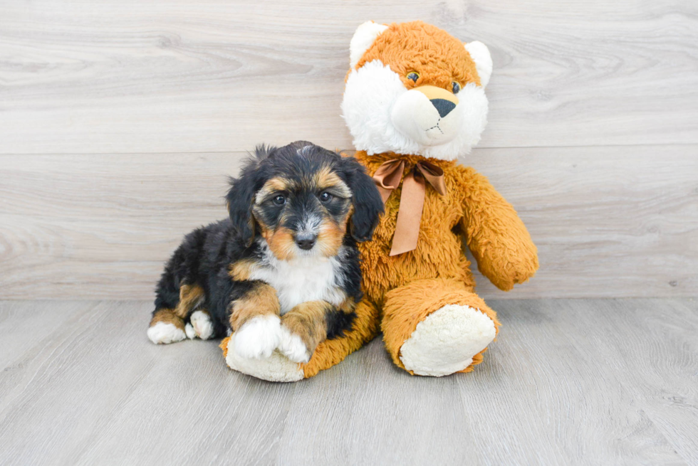 Friendly Mini Bernedoodle Baby