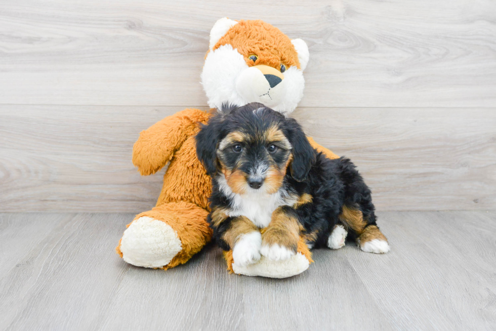 Mini Bernedoodle Pup Being Cute