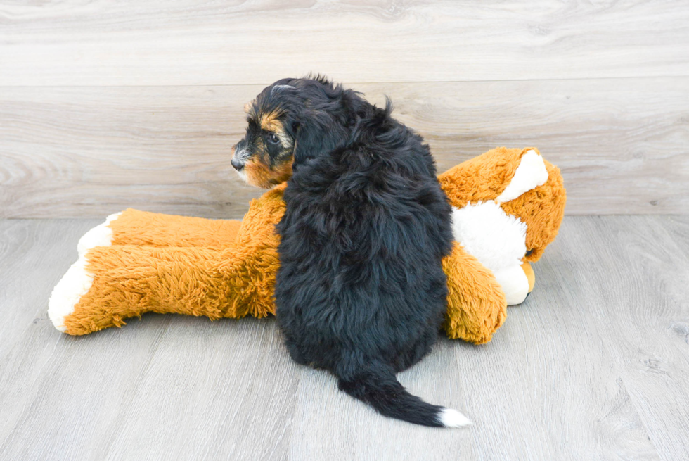 Small Mini Bernedoodle Baby